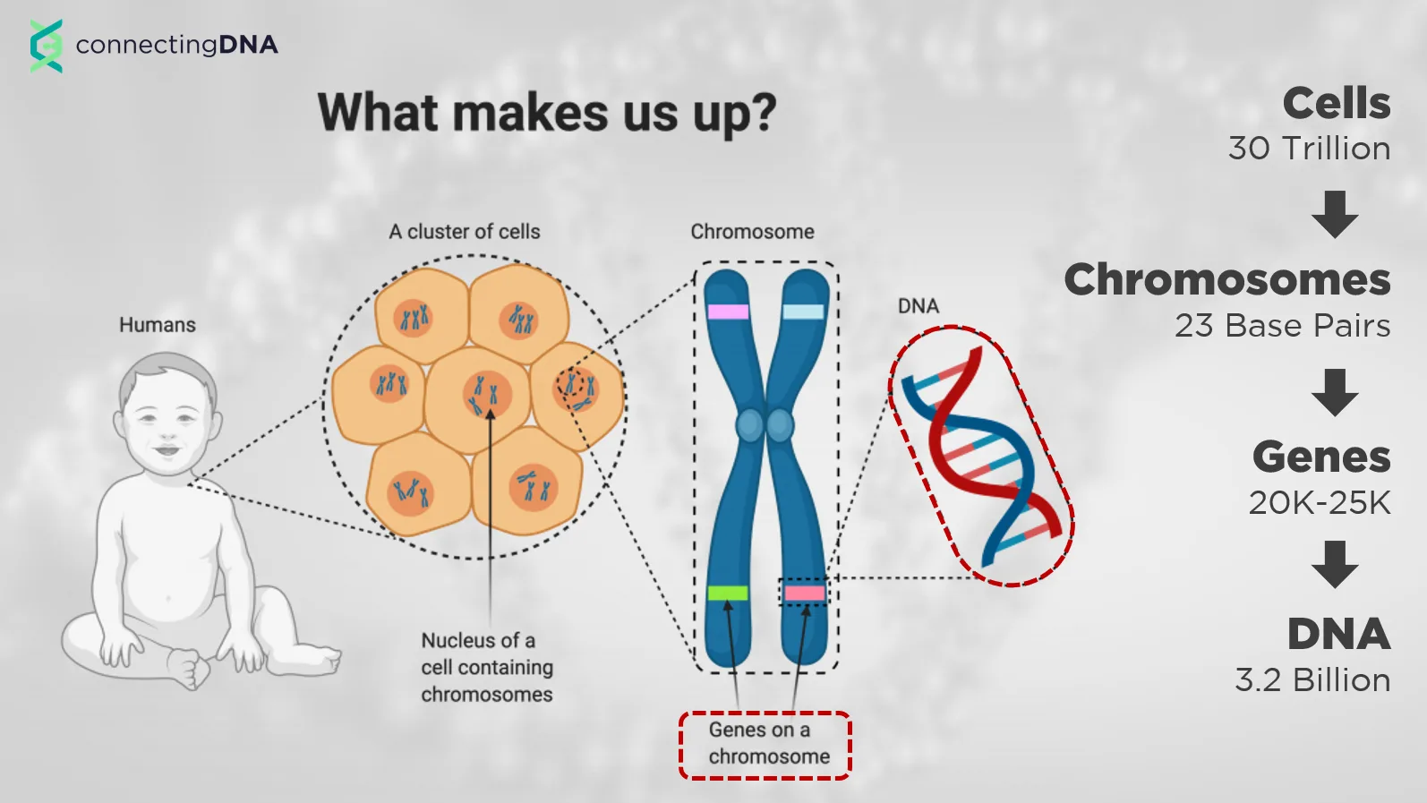 A diagram nesting cells, chromosomes, genes and DNA inside one another, with the count of each