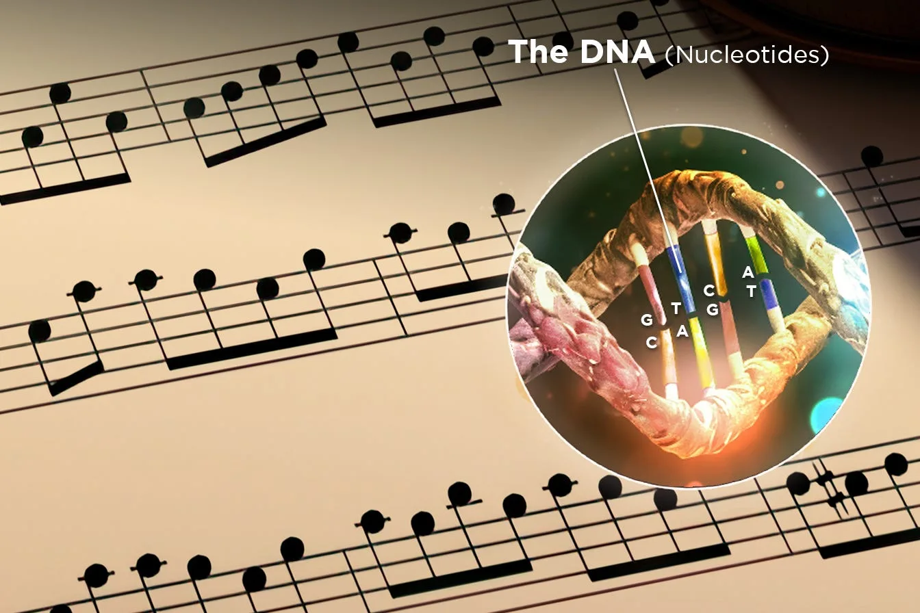A stave of musical notes with the four DNA nucleotides drawn in a circle over it
