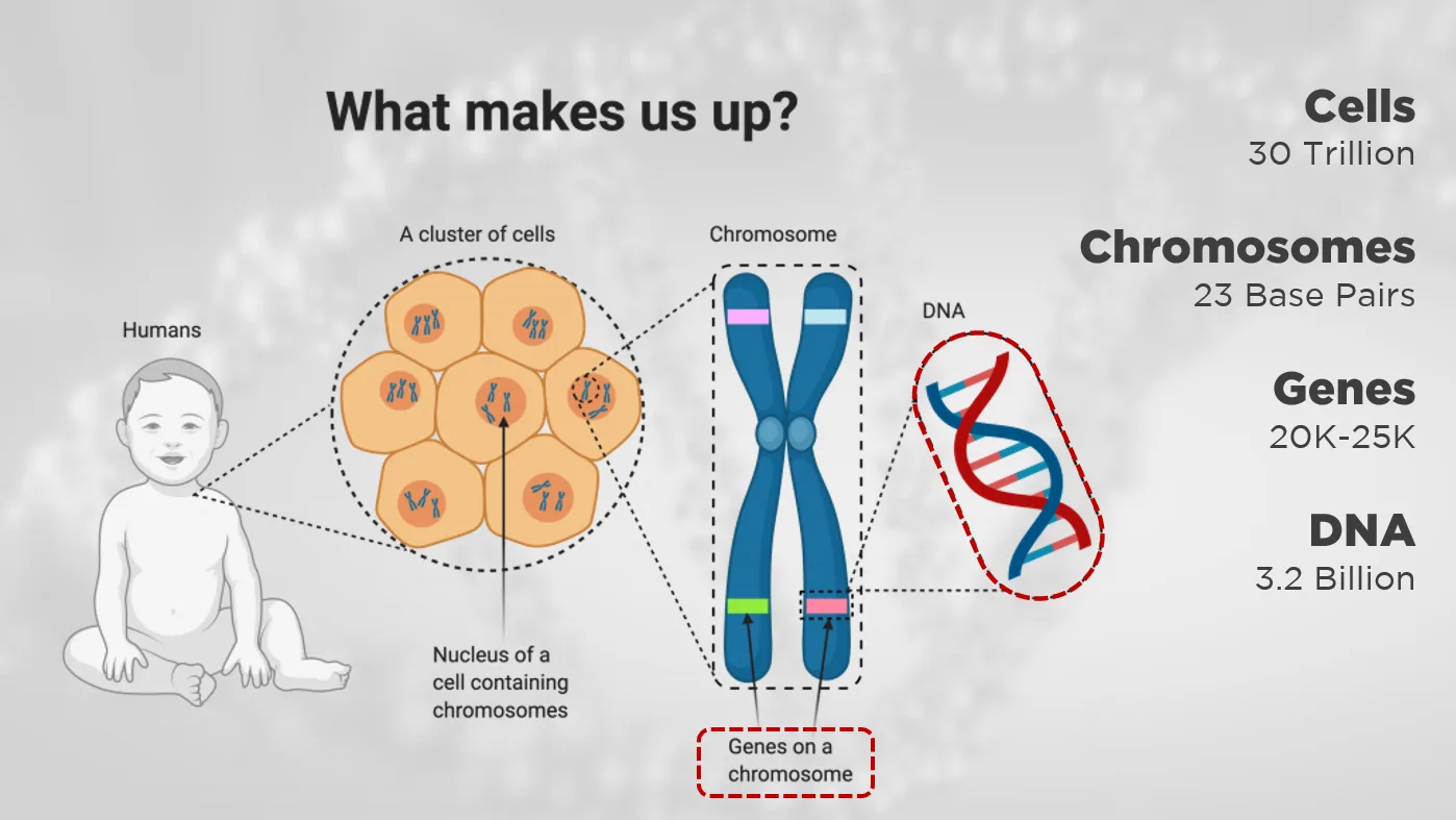 A slide showing how much genetic information a single human body carries
