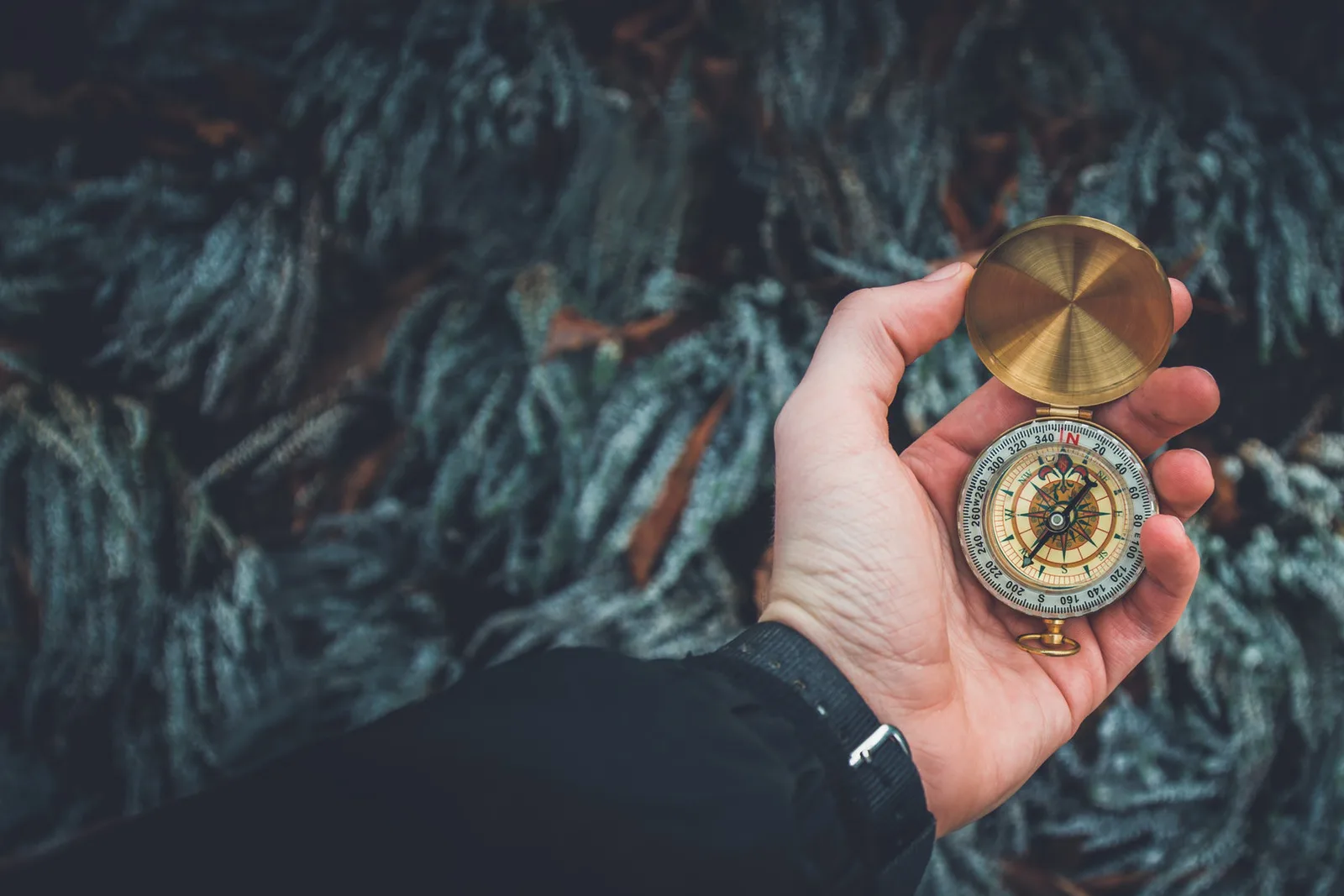 A hand holding an open brass compass above dark green foliage